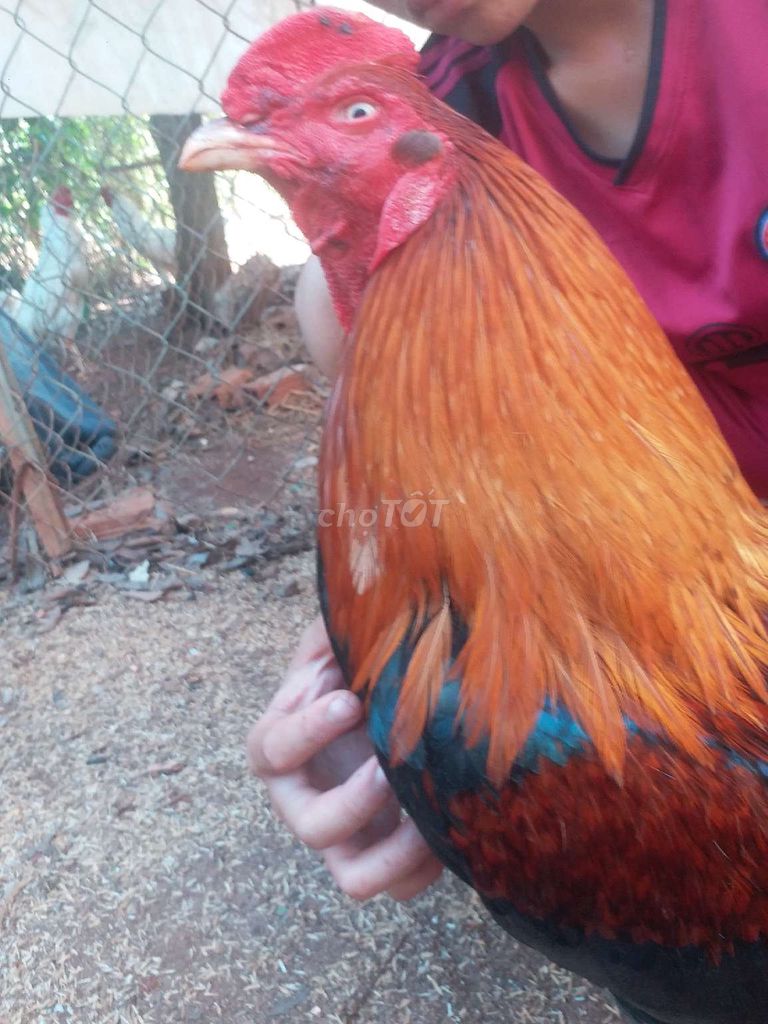 điều đuôi lai 3k6 tay tròn cục. Mua bán Gà tại Huyện Châu Đức Bà Rịa - Vũng Tàu được đăng bởi Việt Mỹ  hình 1