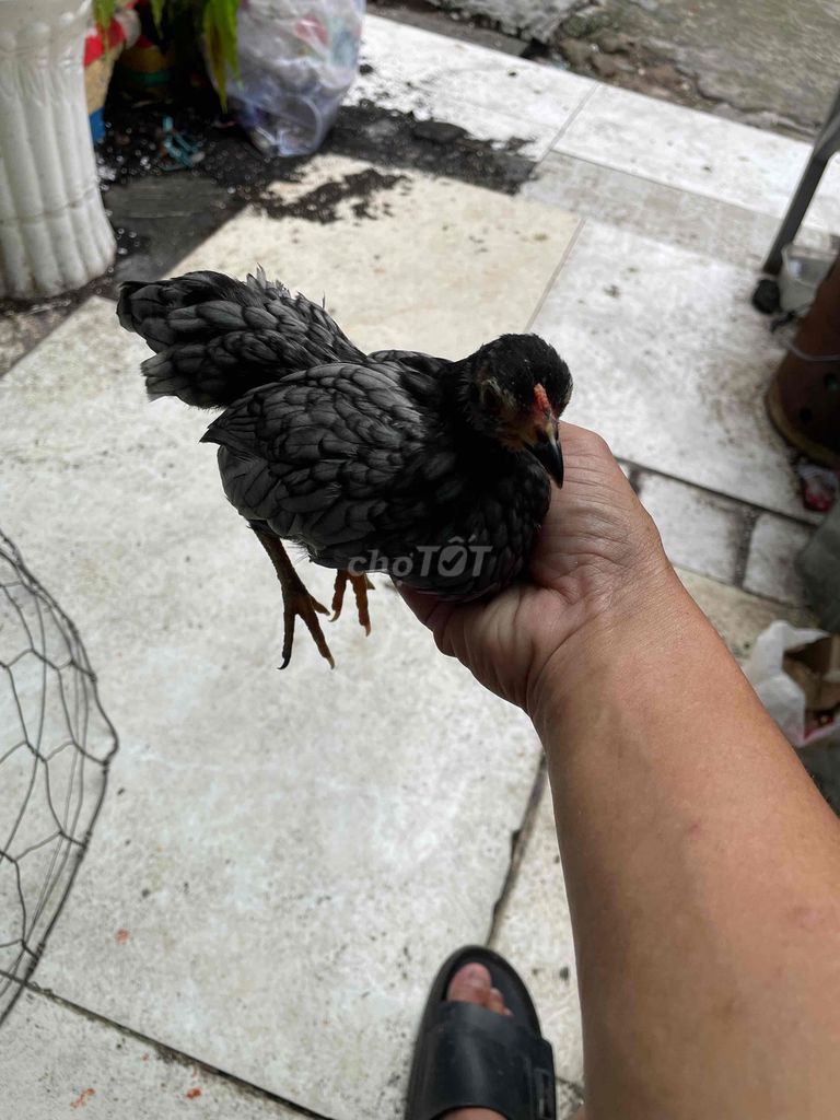 Gà Tre Xám 4 tháng. Mua bán Gà tại Quận Bình Thạnh Tp Hồ Chí Minh được đăng bởi Phat Le hình 1
