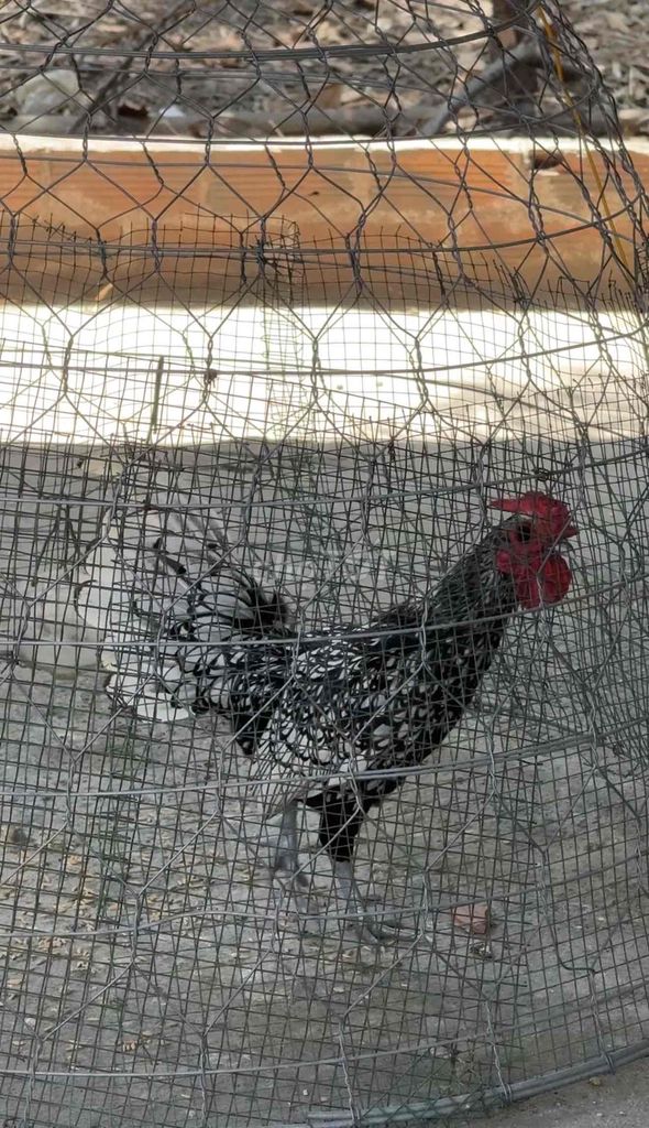 Gà vảy cá bạc. Mua bán Gà tại Huyện Hóc Môn Tp Hồ Chí Minh được đăng bởi Đạt Nguyễn hình 1