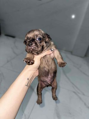 Bull Pháp thuần đáng yêu - gần 1 tháng.. Mua bán Chó tại Huyện Hóc Môn Tp Hồ Chí Minh được đăng bởi Ngân hình 1