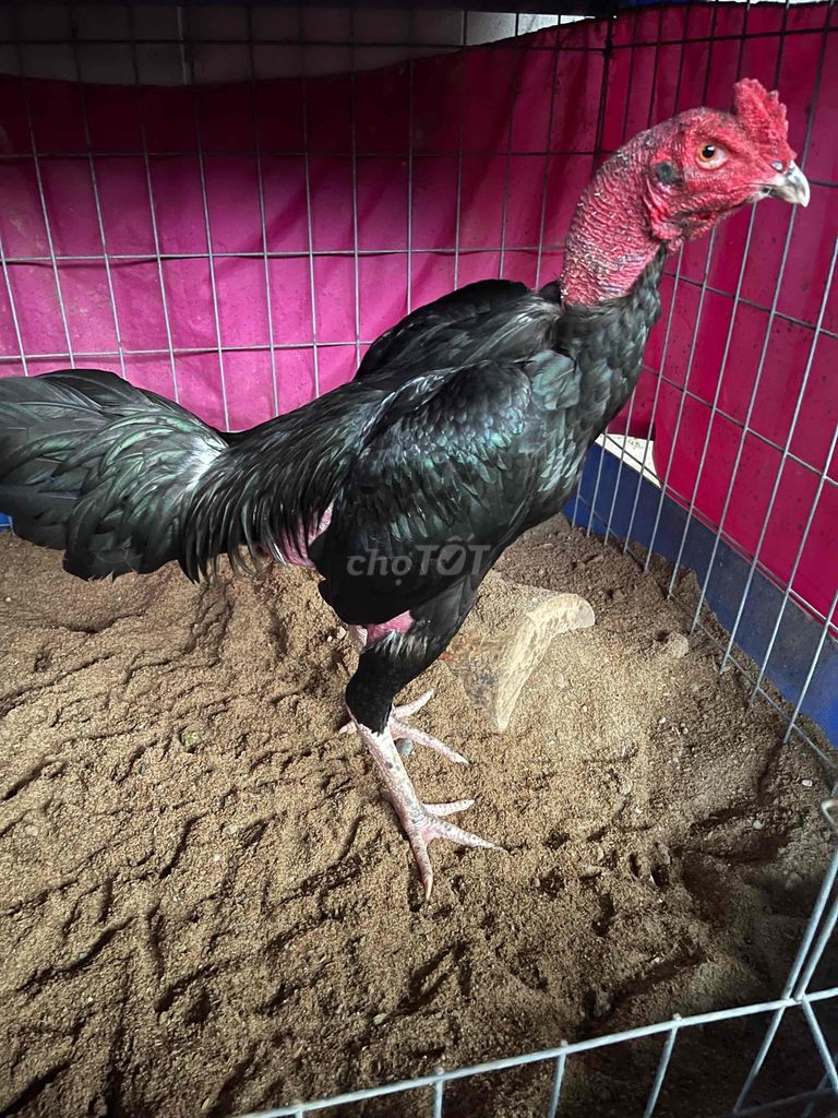 gà chọi rặc. Mua bán Gà tại Huyện Hòa Thành Tây Ninh được đăng bởi Truong  Chi Hung hình 1