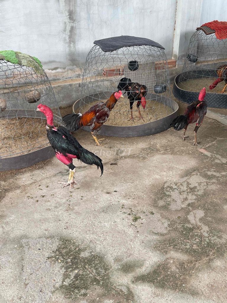 Gà chọi Đực Đen, đỏ, nâu. Mua bán Gà tại Huyện Hòa Thành Tây Ninh được đăng bởi Truong  Chi Hung hình 1