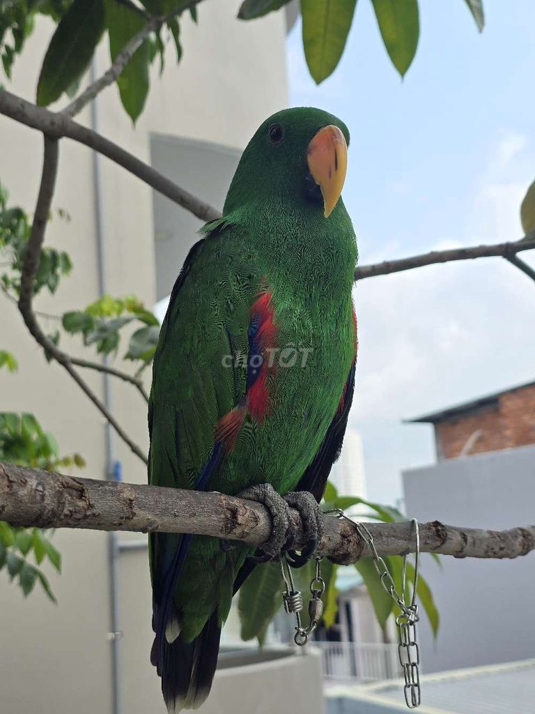 vẹt đẹp. Mua bán Chim tại Quận 8 Tp Hồ Chí Minh được đăng bởi Chau hình 1