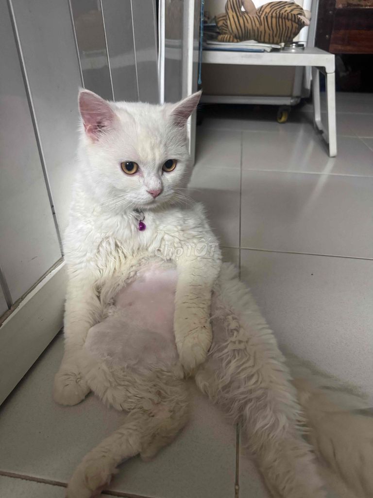 Mèo Anh lông ngắn Trắng. Mua bán Mèo tại Quận Thanh Khê Đà Nẵng được đăng bởi Tài Phan hình 1