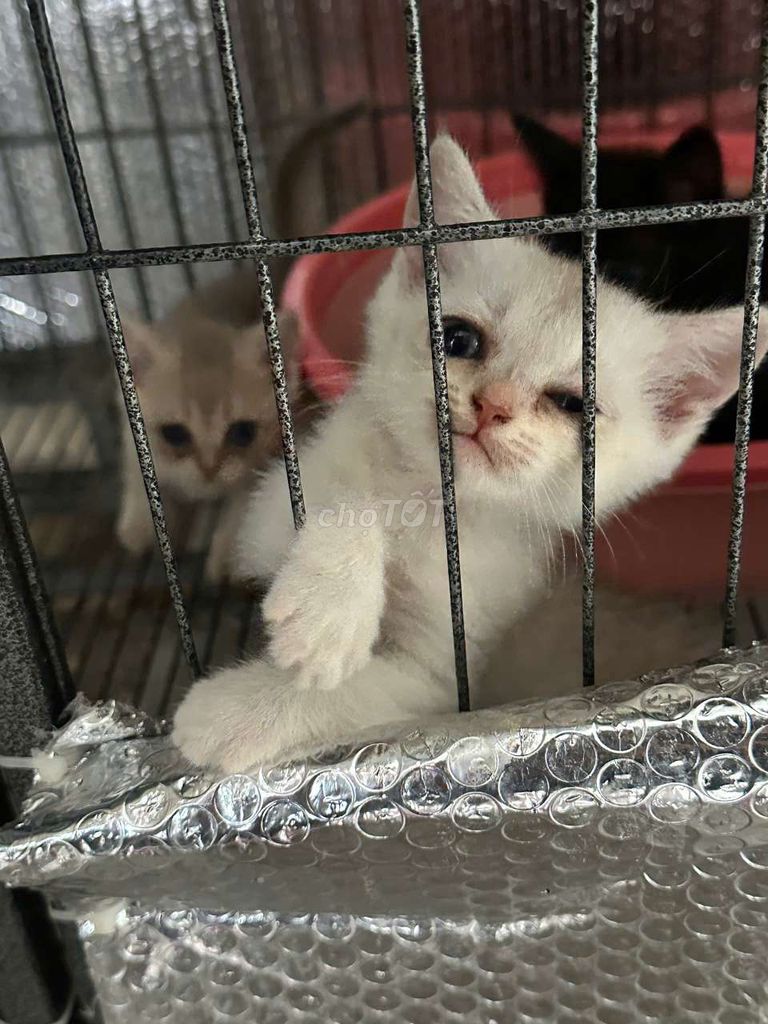 Mèo Anh lông ngắn 2 tháng tuổi. Mua bán Mèo tại Huyện Long Điền Bà Rịa - Vũng Tàu được đăng bởi Tuệ Mẫn hình 1