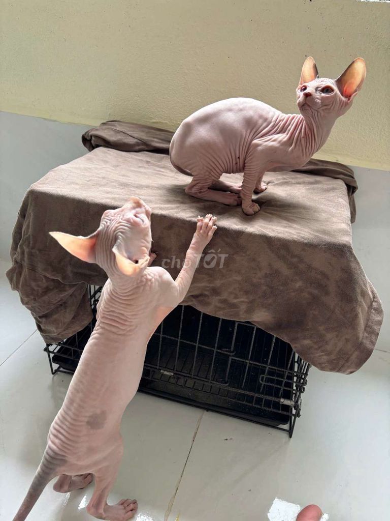 Cần tìm chủ cho bầy mèo Sphynx nhà đẻ