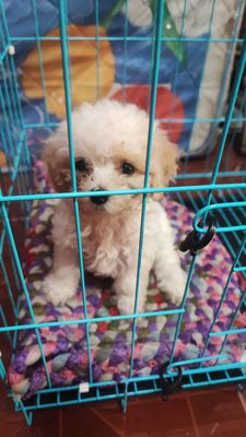 Chó Tinycup 2 tháng Trắng kem. Mua bán Chó tại Huyện Châu Phú An Giang được đăng bởi mr p