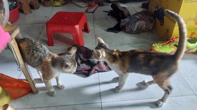Tặng  1 trong 2 bé mèo đang nuôi
