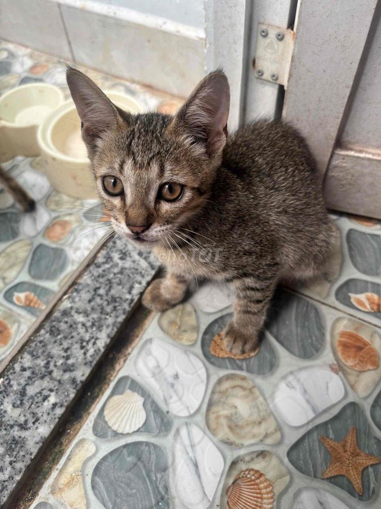 Mèo Anh lai ta Vàng đen. Mua bán Mèo tại Huyện Nhà Bè Tp Hồ Chí Minh được đăng bởi Hạ hình 1