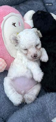 Chó Poodle dưới 2 tháng trắng
