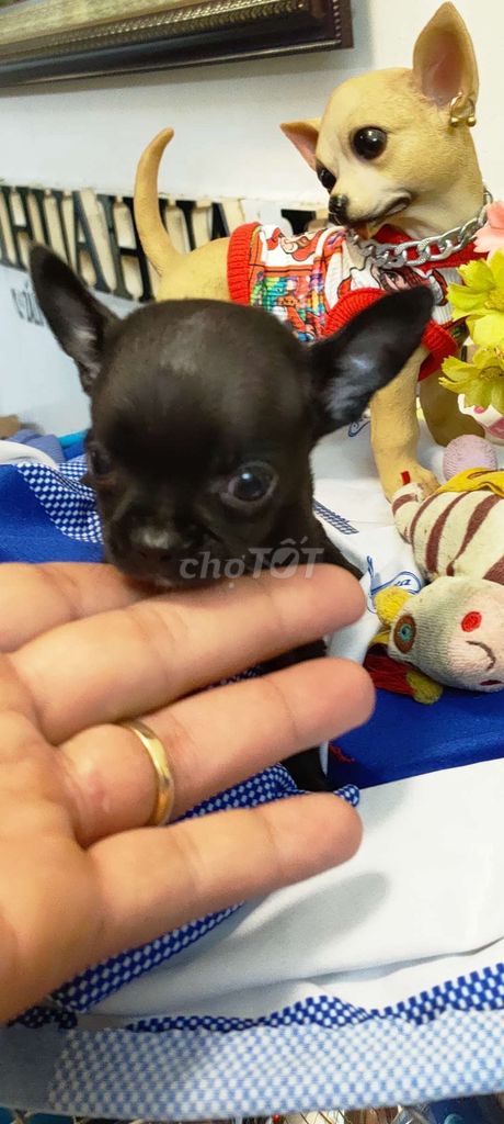 tặng bé chó Chihuahua Đen. Mua bán Chó tại Quận Bình Thạnh Tp Hồ Chí Minh được đăng bởi Năm  hình 1