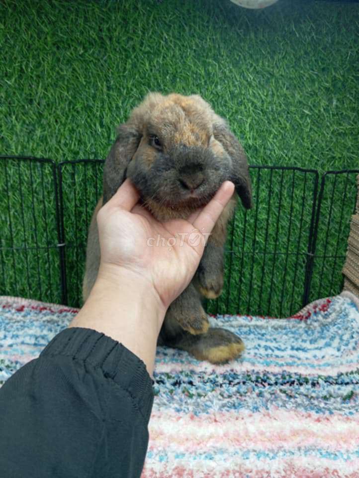 thỏ minilop. Mua bán Thú cưng khác tại Quận Long Biên Hà Nội được đăng bởi Xuân Nghĩa hình 1
