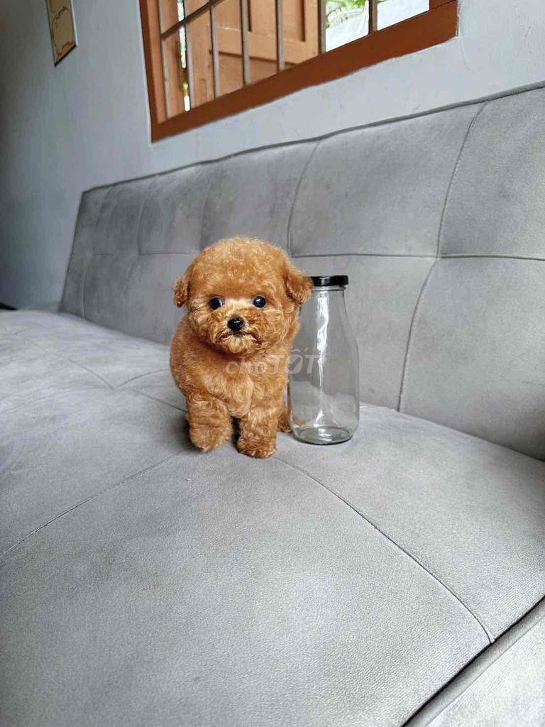 tìm nhà mới cho các bé poodle. Mua bán Chó tại Thành phố Nha Trang Khánh Hòa được đăng bởi Nguyễn Tuyết hình 1