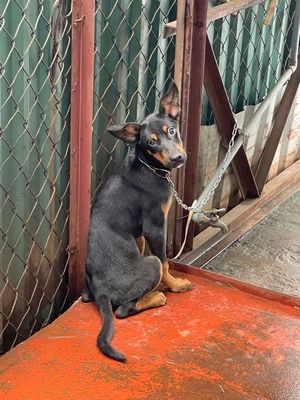 Chó doberman con 4 tháng to đẹp , có sổ tiêm. Mua bán Chó tại Quận Hoàn Kiếm Hà Nội được đăng bởi Hồng Anh