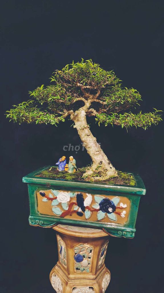 Cây cảnh Mai Chiếu Thủy 50cm chậu Gốm sứ. Mua bán Cây cảnh, đồ trang trí tại Huyện Hóc Môn Tp Hồ Chí Minh được đăng bởi Xuân Quang 55 hình 1