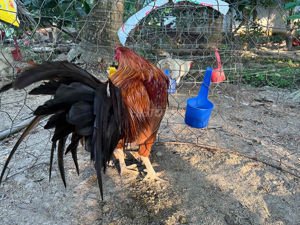 Gà khét 2kg7 tay bin. Mua bán Gà tại Huyện Trà Ôn Vĩnh Long được đăng bởi Thành Công hình 1