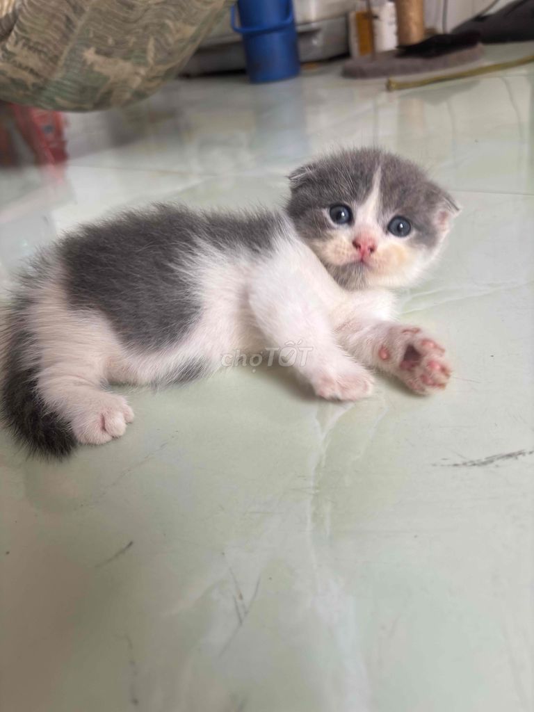 Mèo Munchkin Bicolor chân lùn tai cụp. Mua bán Mèo tại Thị xã Tân Uyên Bình Dương được đăng bởi thạch hình 1