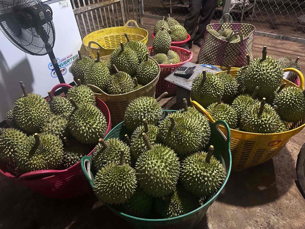Sầu riêng Ri 6 rụng ăn liền. Mua bán Đồ ăn, thực phẩm và các loại khác tại Thành phố Buôn Ma Thuột Đắk Lắk được đăng bởi Huynh hình 1