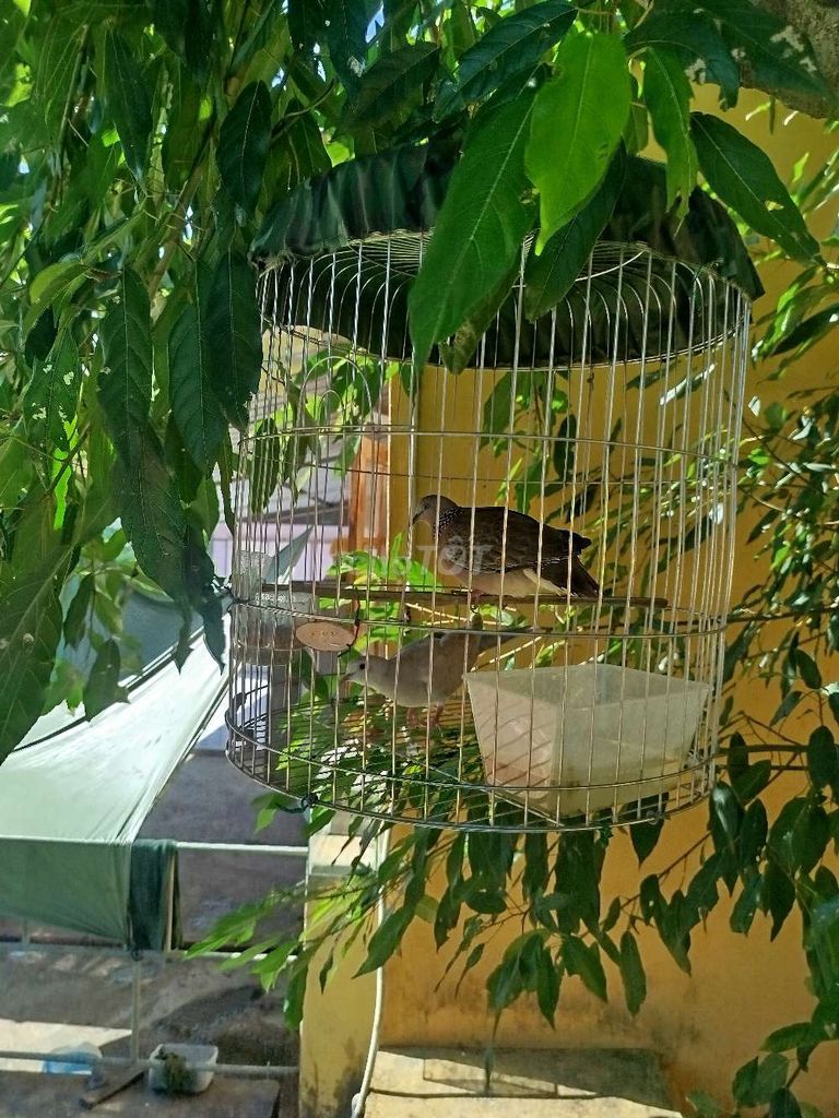 Chim gáy trống non. Mua bán Chim tại Huyện Lương Tài Bắc Ninh được đăng bởi Nam Nguyễn hình 1