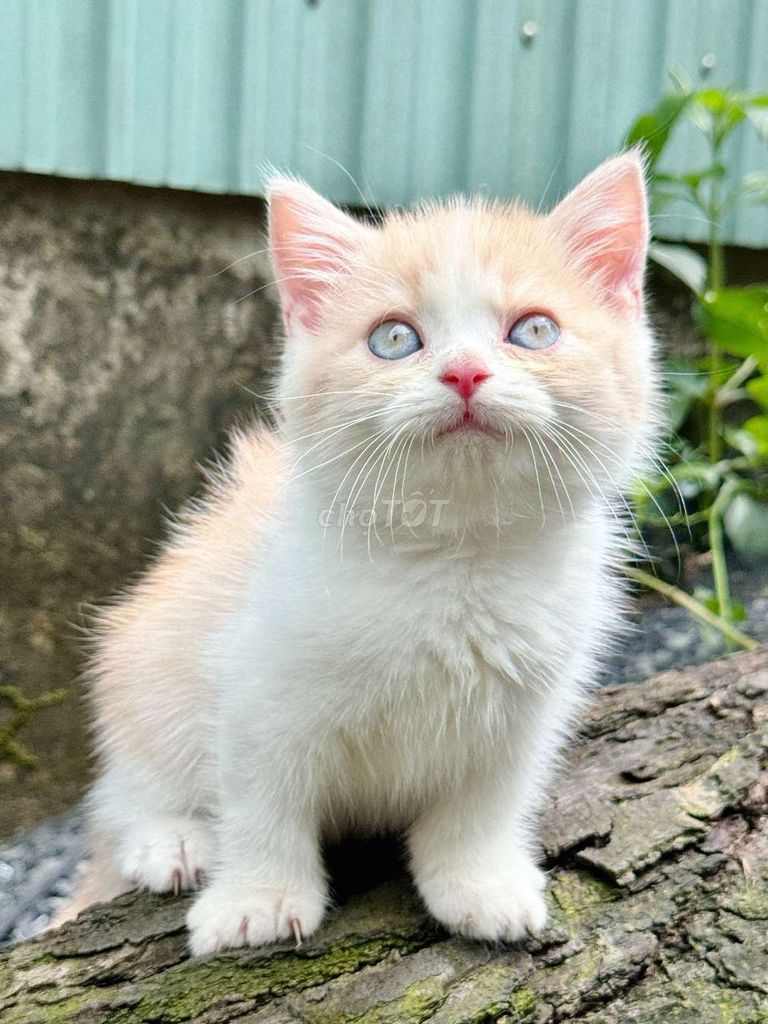 Mèo Anh Chân Lùn. Mua bán Mèo tại Huyện Châu Thành Hậu Giang được đăng bởi Lê Đăng Khoa hình 6