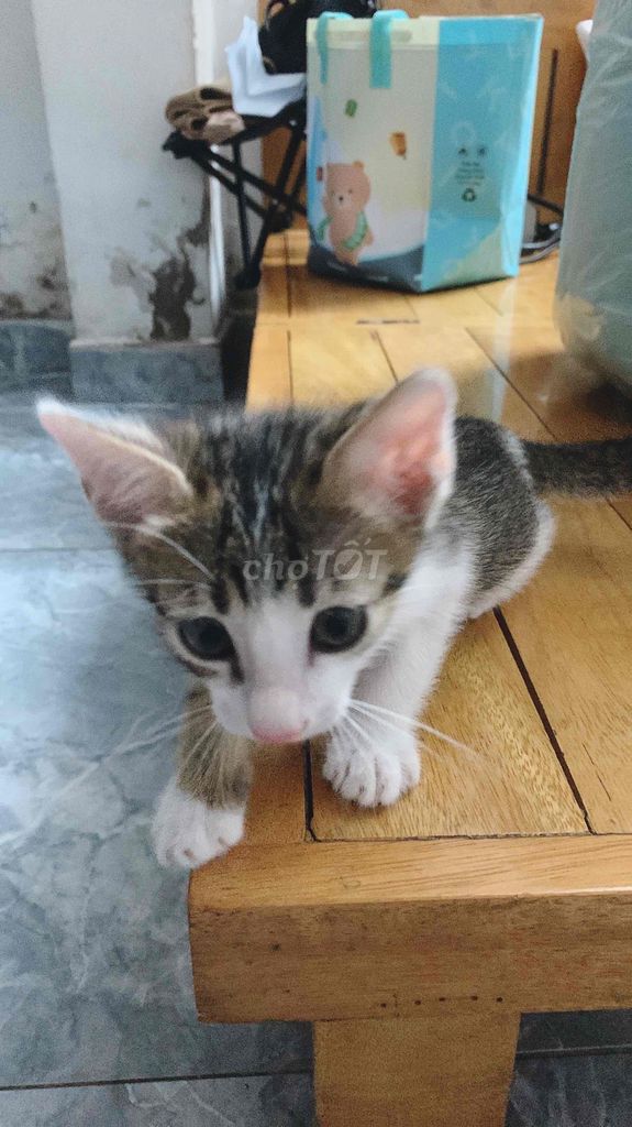 Mèo lai Vàng trắng xám 2 tháng tuổi. Mua bán Mèo tại Quận Bình Tân Tp Hồ Chí Minh được đăng bởi Ngọc Land hình 1