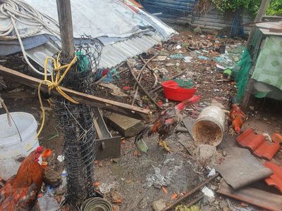 Gà ta nòi. Mua bán Gà tại Quận 12 Tp Hồ Chí Minh được đăng bởi Nguyễn Hơn