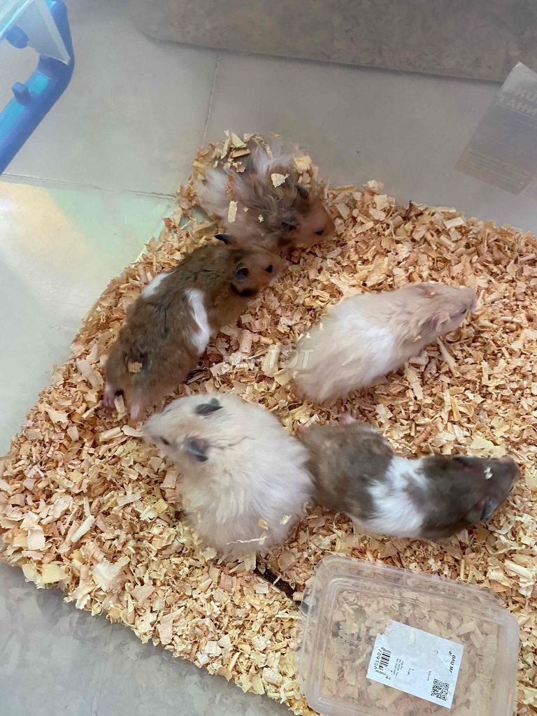 Chuột cảnh nhiều màu nuôi từ nhỏ. Mua bán Thú cưng khác tại Quận 12 Tp Hồ Chí Minh được đăng bởi Nhi Yến hình 1