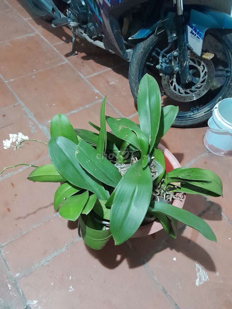 Cây cảnh Phong lan. Mua bán Cây cảnh, đồ trang trí tại Quận Hoàng Mai Hà Nội được đăng bởi Hương Ly hình 1