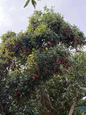 Vải thiều nghệ an. Mua bán Đồ ăn, thực phẩm và các loại khác tại Quận Thanh Xuân Hà Nội được đăng bởi Cong Duong
