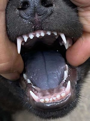 mông cộc lưỡi thép 2 tháng tuổi. Mua bán Chó tại Huyện Ý Yên Nam Định được đăng bởi nguyễn đình hảo