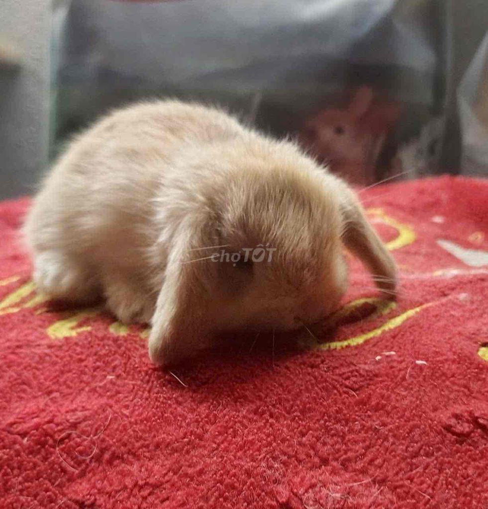 Thỏ Holland Lop Baby. Mua bán Thú cưng khác tại Quận Bình Tân Tp Hồ Chí Minh được đăng bởi gia kỳ hình 1