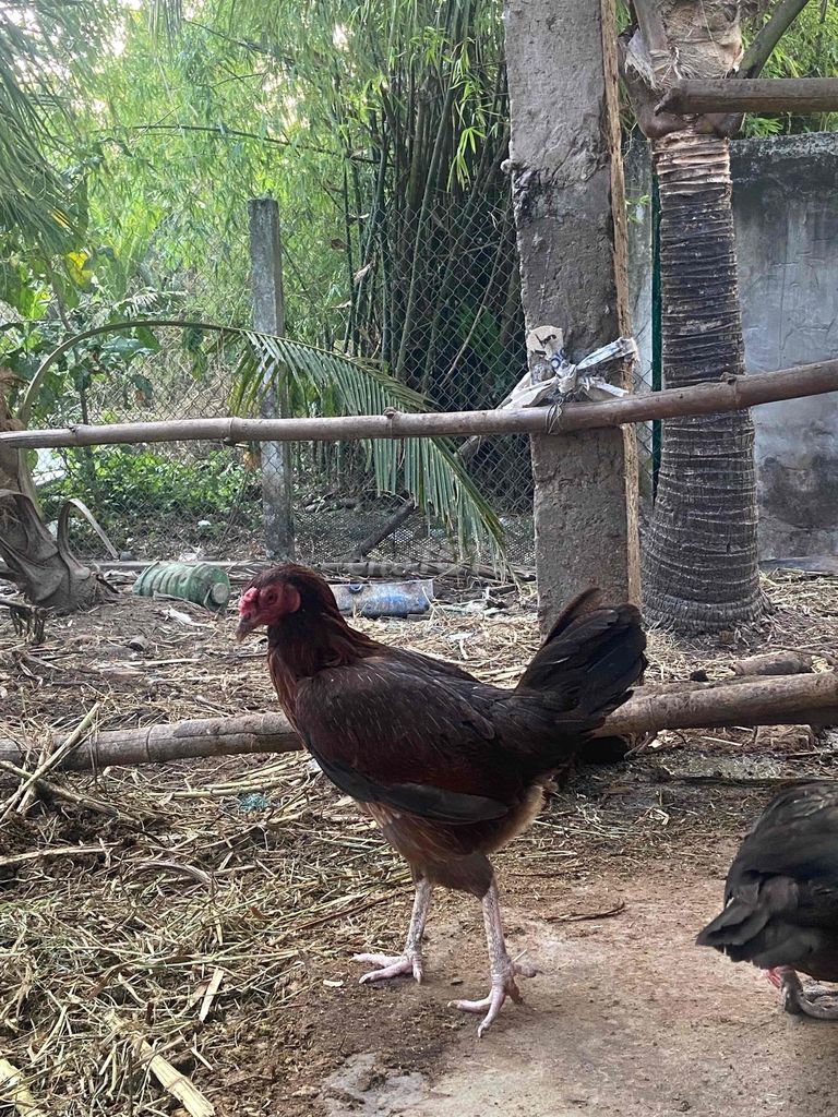 Gà mái mỹ🐓. Mua bán Gà tại Huyện Châu Thành Tiền Giang được đăng bởi Hoàng Huy hình 1