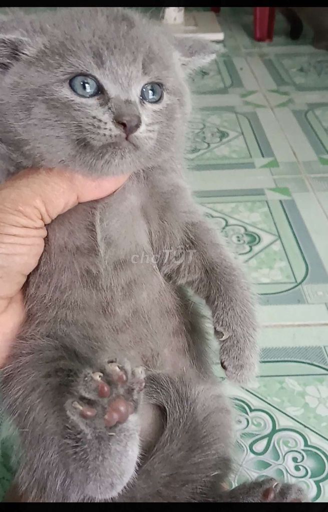 Mèo Anh lông ngắn Tabby sức khỏe tốt. Mua bán Mèo tại Thị xã Tân Uyên Bình Dương được đăng bởi Hải Nguyễn hình 1