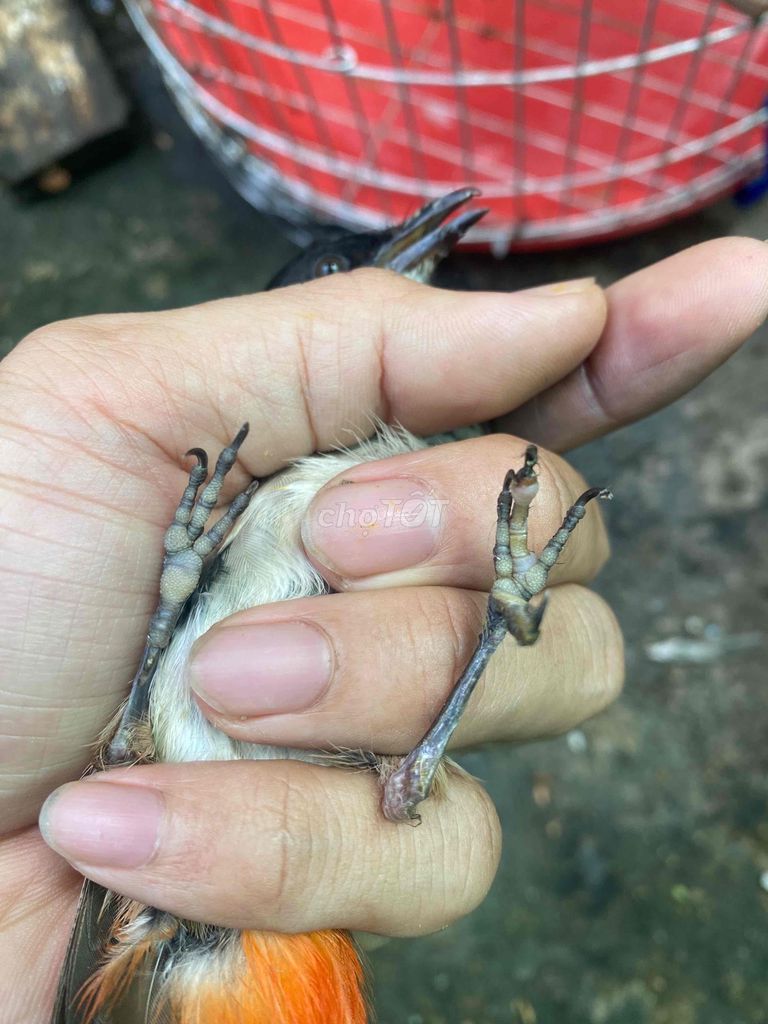 lỗi móng