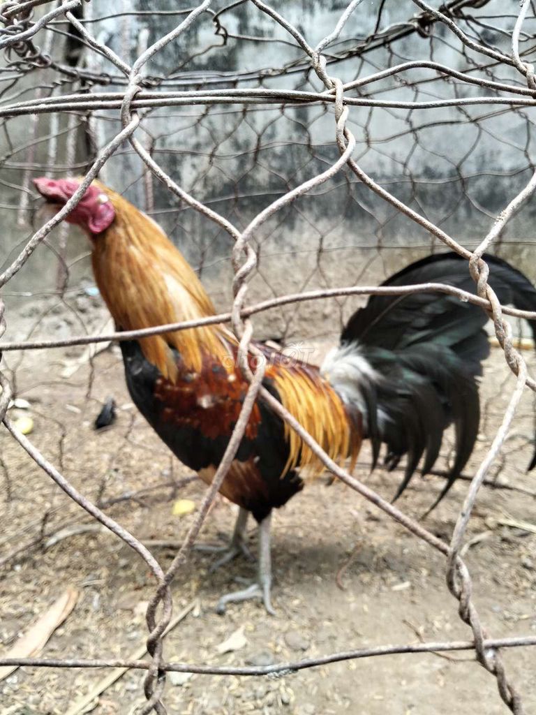 Gà trống 10 tháng. Mua bán Gà tại Huyện Trà Cú Trà Vinh được đăng bởi gà đá trà Vinh  hình 1