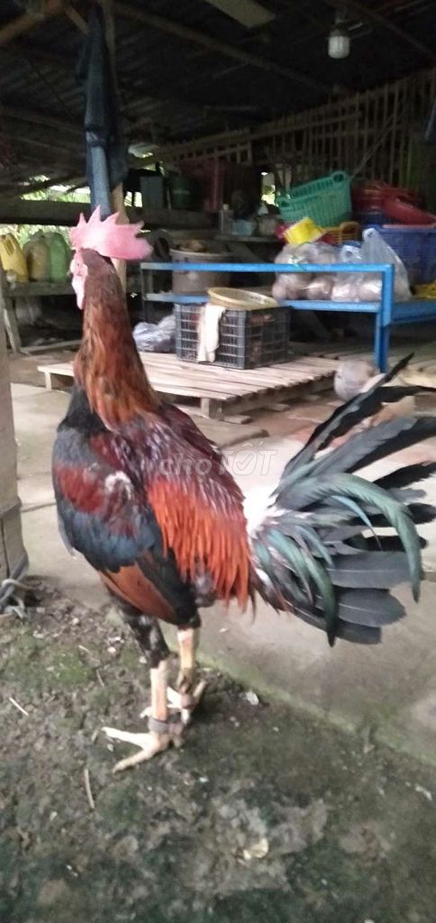 Gà trống 3kg Đỏ đen xanh Đực. Mua bán Gà tại Huyện Phong Điền Cần Thơ được đăng bởi Ký cần Thơ  hình 1