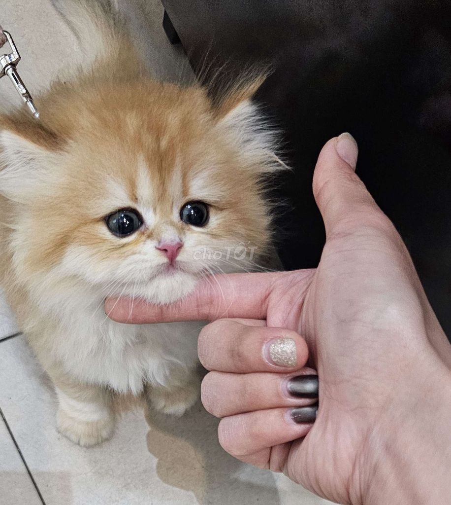 golden lông dài ny12 cái. Mua bán Mèo tại Quận Hà Đông Hà Nội được đăng bởi Lung linh hình 1