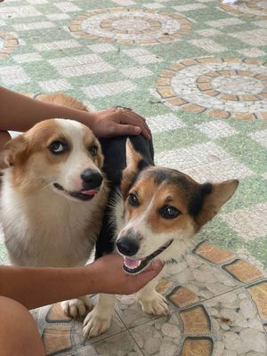 Cần bán 1 cặp Corgi. Mua bán Chó tại Thành phố Phan Thiết Bình Thuận được đăng bởi Phan Hội