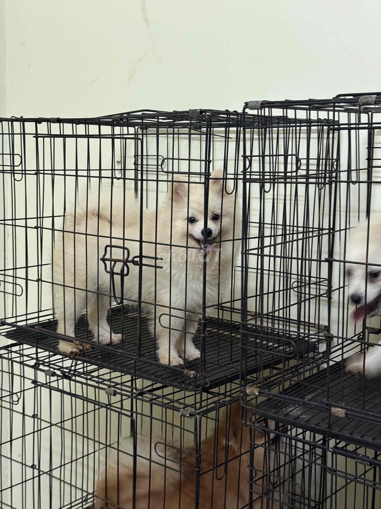 phốc sóc. Mua bán Chó tại Thành phố Thủ Đức Tp Hồ Chí Minh được đăng bởi Hoàng Tuấn hình 1
