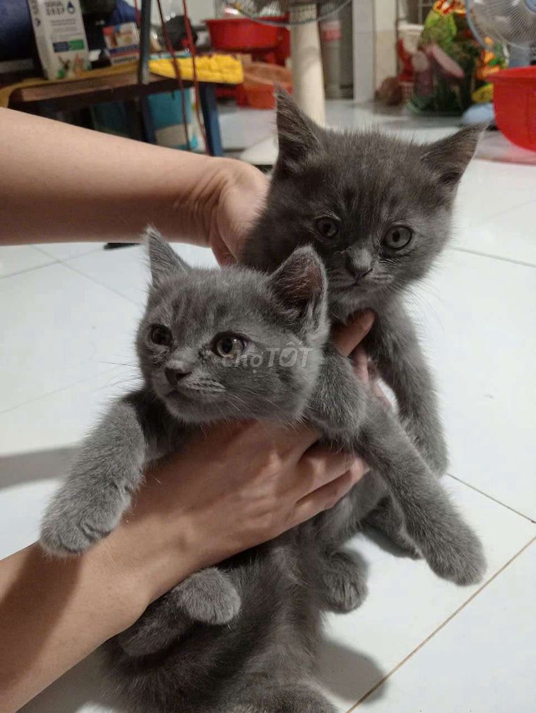 Mèo anh xám bạc
