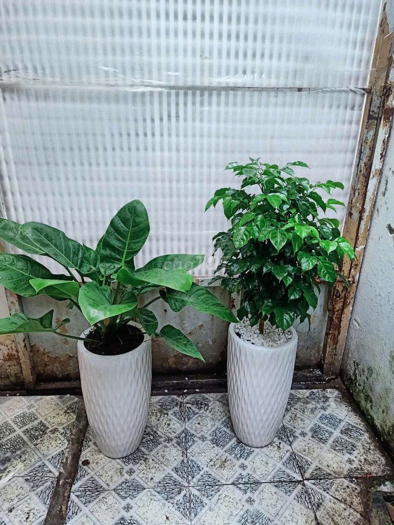 Sale giá rẻ 2 chậu