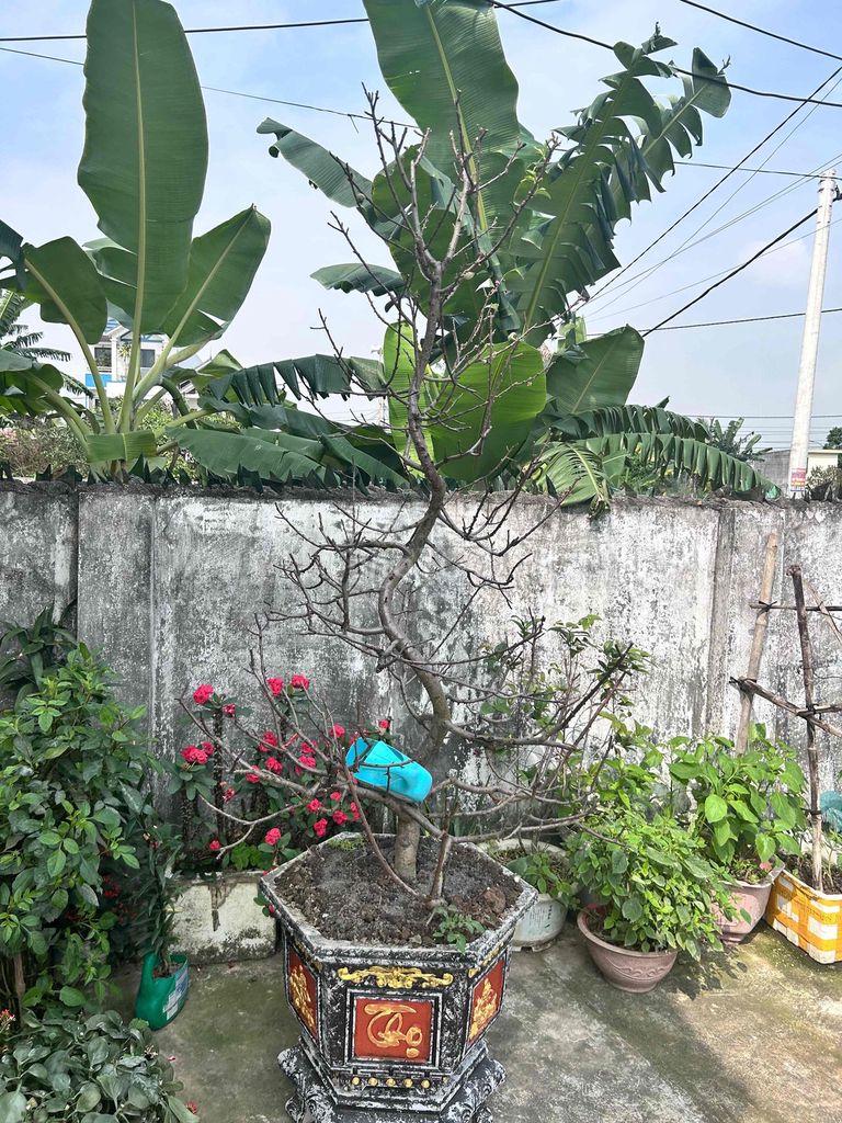 Bán gốc cây đào. Mua bán Cây cảnh, đồ trang trí tại Huyện An Lão Hải Phòng được đăng bởi Bùi văn Hạnh hình 1