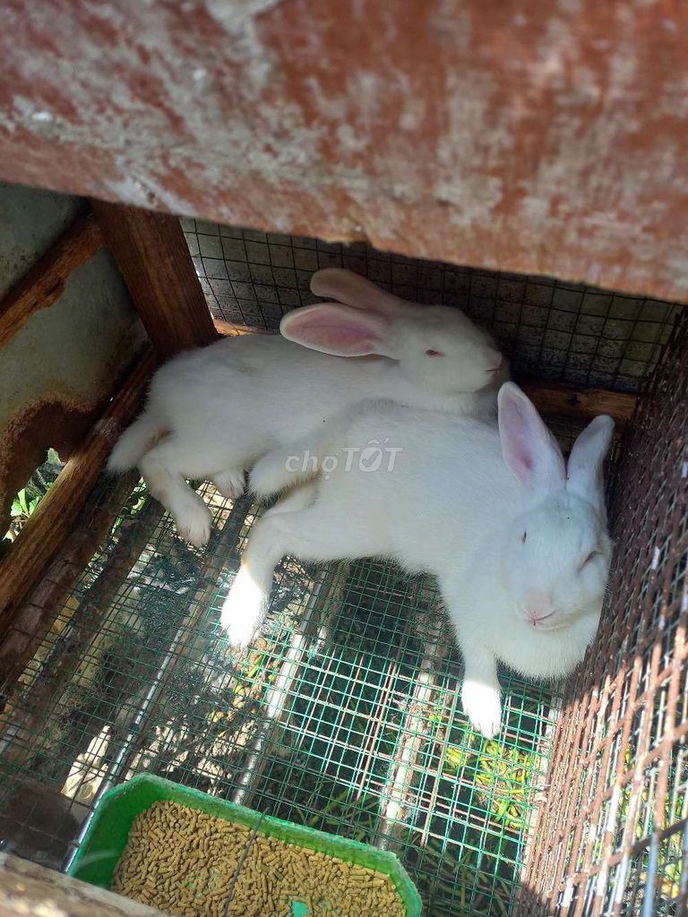 Thỏ cảnh Trắng cả nam và nữ. Mua bán Thú cưng khác tại Huyện Trảng Bom Đồng Nai được đăng bởi Tên chưa cung cấp hình 1