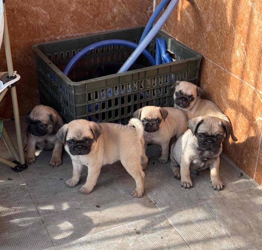 pug mặt xệ tại 22 nhơn hoà 9. Mua bán Chó tại Quận Cẩm Lệ Đà Nẵng được đăng bởi Anh Pet Shop hình 3