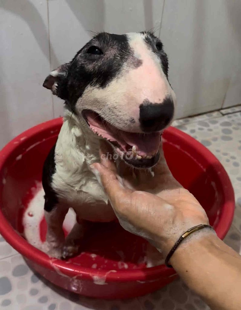 Chó sục bò bull terrier