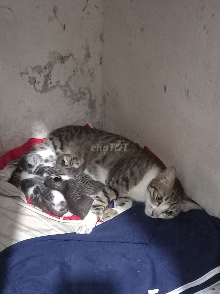 Mèo Đa sắc Cả hai. Mua bán Mèo tại Huyện Hoài Đức Hà Nội được đăng bởi liễu hình 1