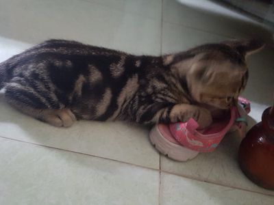 Bé Bengal dễ thương