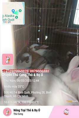 Thỏ Con Xinh Xắn. Mua bán Thú cưng khác tại Quận Bình Thạnh Tp Hồ Chí Minh được đăng bởi Nông Trại Thỏ Con