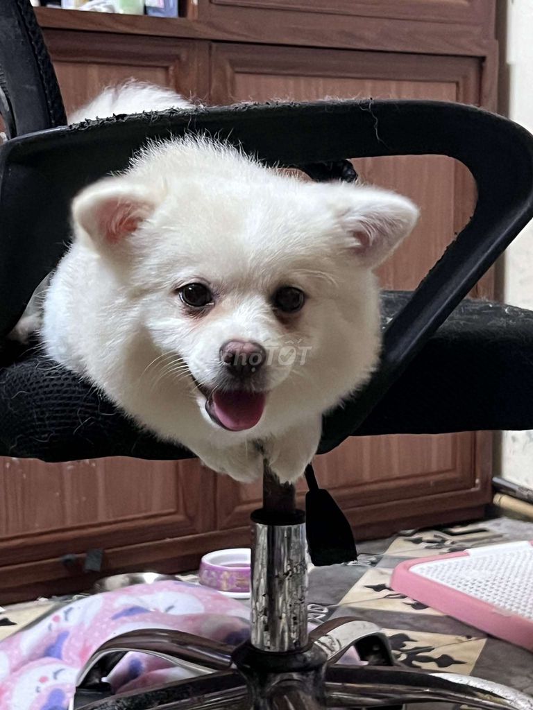 Chó Phốc Sóc lai Trắng. Mua bán Chó tại Quận Hai Bà Trưng Hà Nội được đăng bởi linh chi hình 1