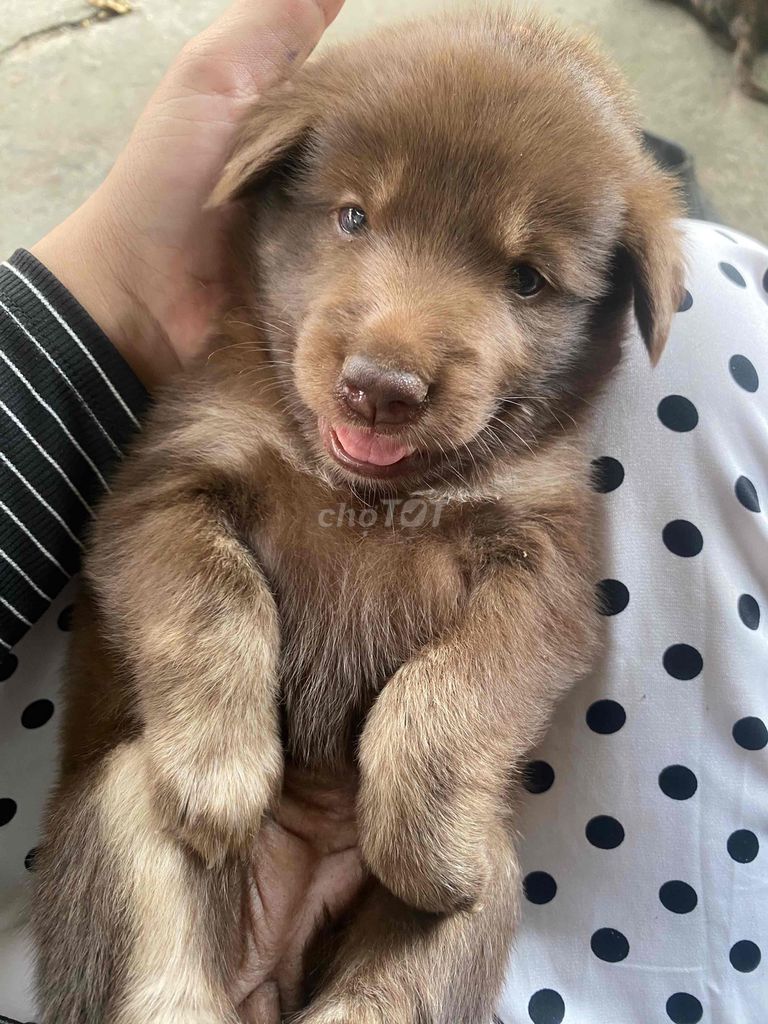 Chó Lai Samoyed Husky cái 2 tháng. Mua bán Chó tại Huyện Hóc Môn Tp Hồ Chí Minh được đăng bởi rảnh háng đừng nhắn tin mắc công trả lời hình 1